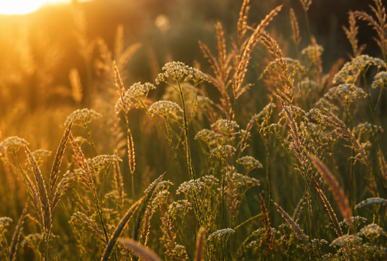 Meadow at Golden Hour