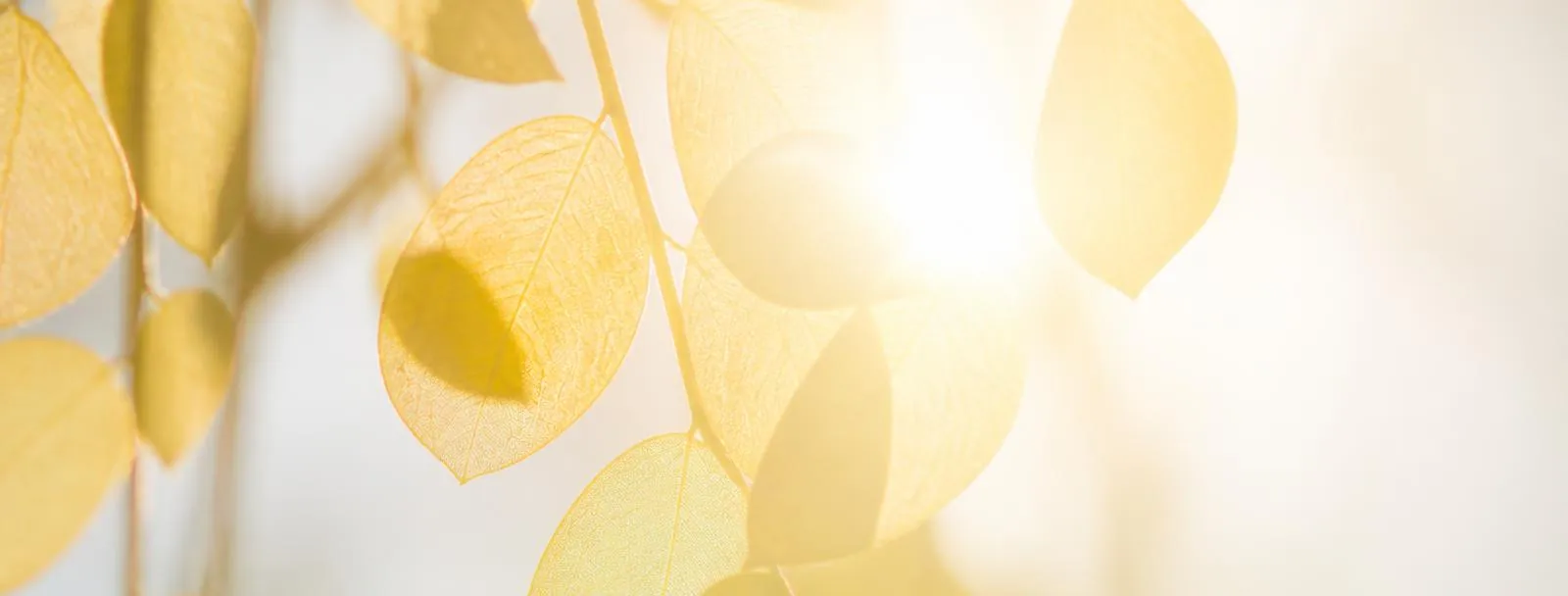 Light Through Trees